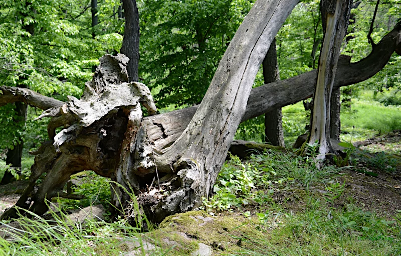 Dead wood sculptures in the Hohburg hills in east germany near Leipzig