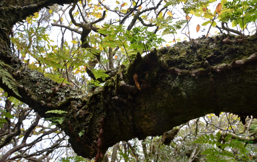 Portugal Pena park: Fern on a cork tree