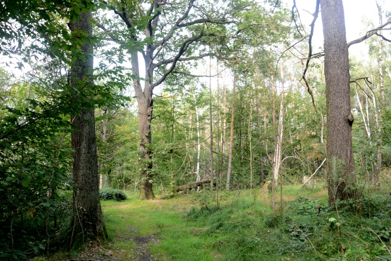 Oak grove at the mining trail in the Hohburg hills in Saxony