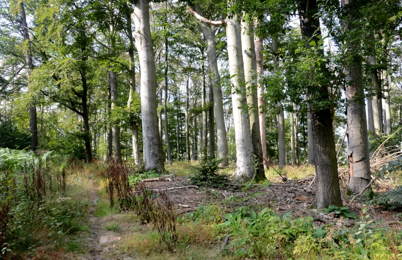 Mixed Beech forrest at the Loebenberg in the Hohburg hills near Leipzig, Saxony in east germany