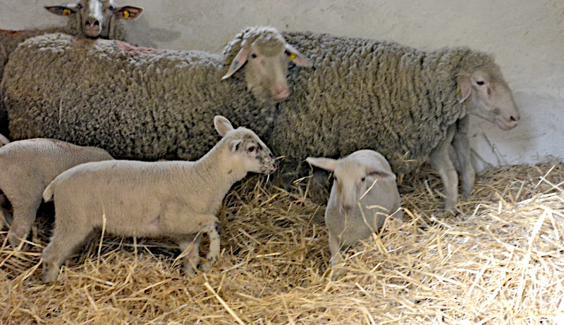 Merino land sheep family in the stable