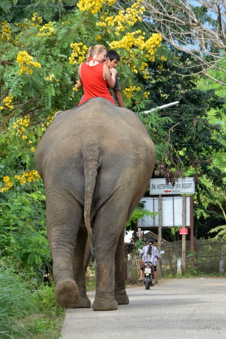 Tourists like to ride elephant despite harm by hooks