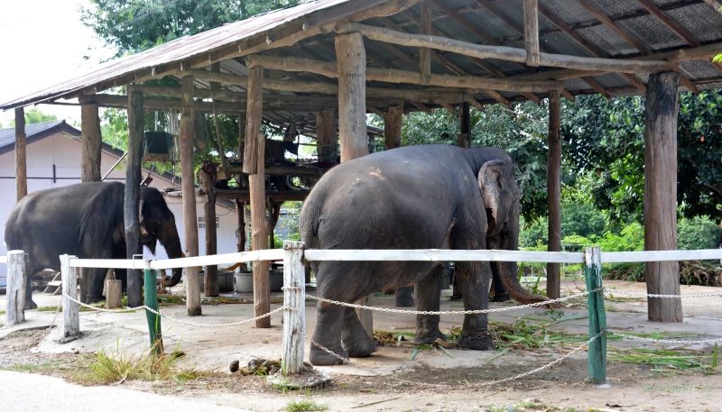 Elephants in a "Elephant carport" near Pai in northern Thailand