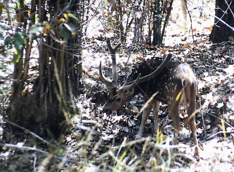 Kanha national park in India: slightly shy animals