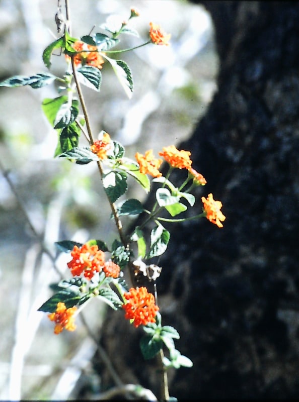 Flowers aside the trail in Kanha tiger reserve