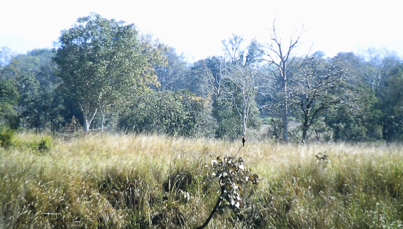 Landscape in the indian tiger reserve Kanha national park