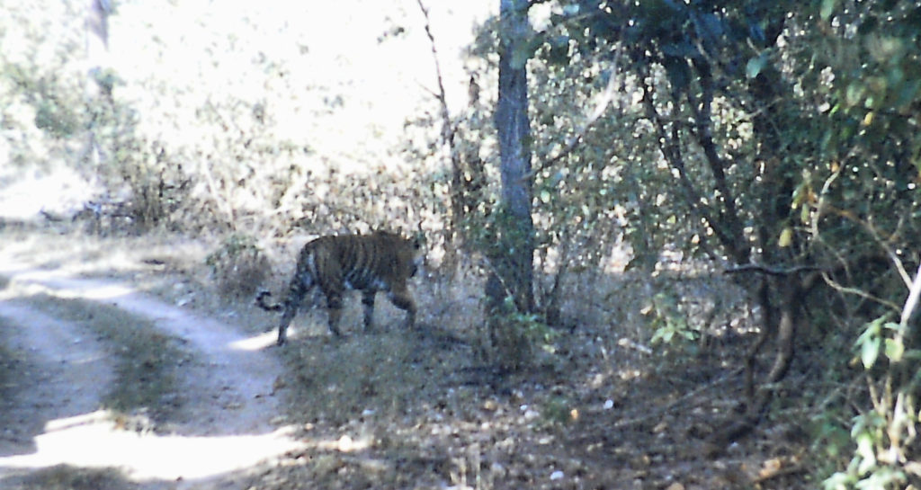 India: A tiger in the Kanha national park tiger reserve