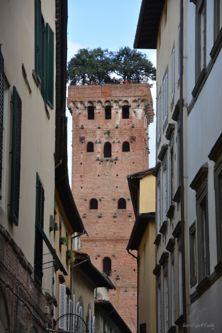 Lucca, Torre Guinigi with holm oaks on top