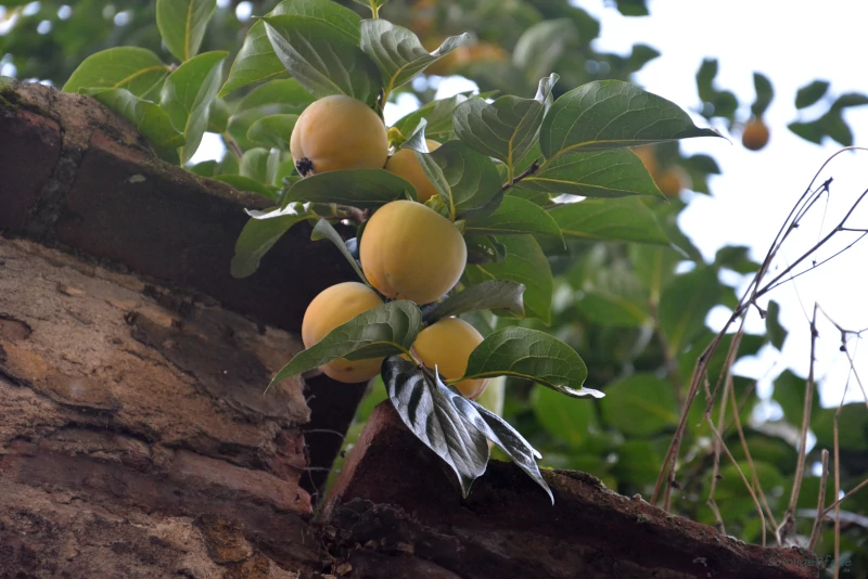 Paradise behind walls? Fresh fruits hanging over a wall in Tuscany, Italy