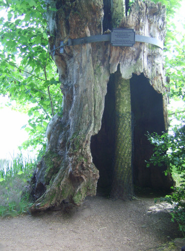 Matthison plane tree in the Worlitz gardens