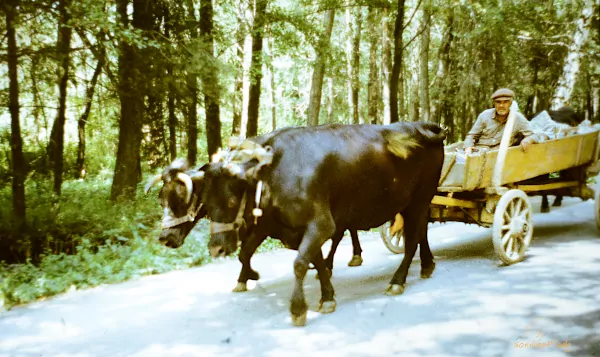 Bansko in Bulgaria, summer 1989: Local farmer with ox cart