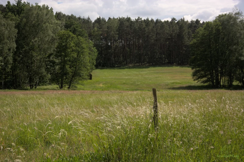 Heathland in the Dueben Heath, East Germany