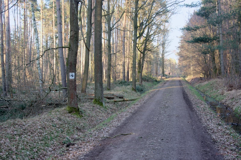 Dead straight…. Forest path and bridle path in the Wermsdorf Forest