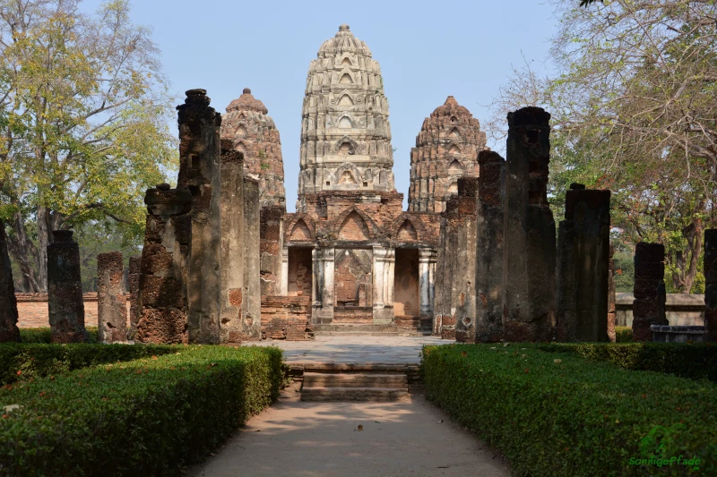 A green ornamental tree snake hunts in Wat Sri Sawai