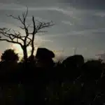 5 chamber langdolmen near Lindeskov, Assensvej in sunset