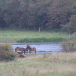 Exmore ponies grasing in a nature reserve at Langeland island